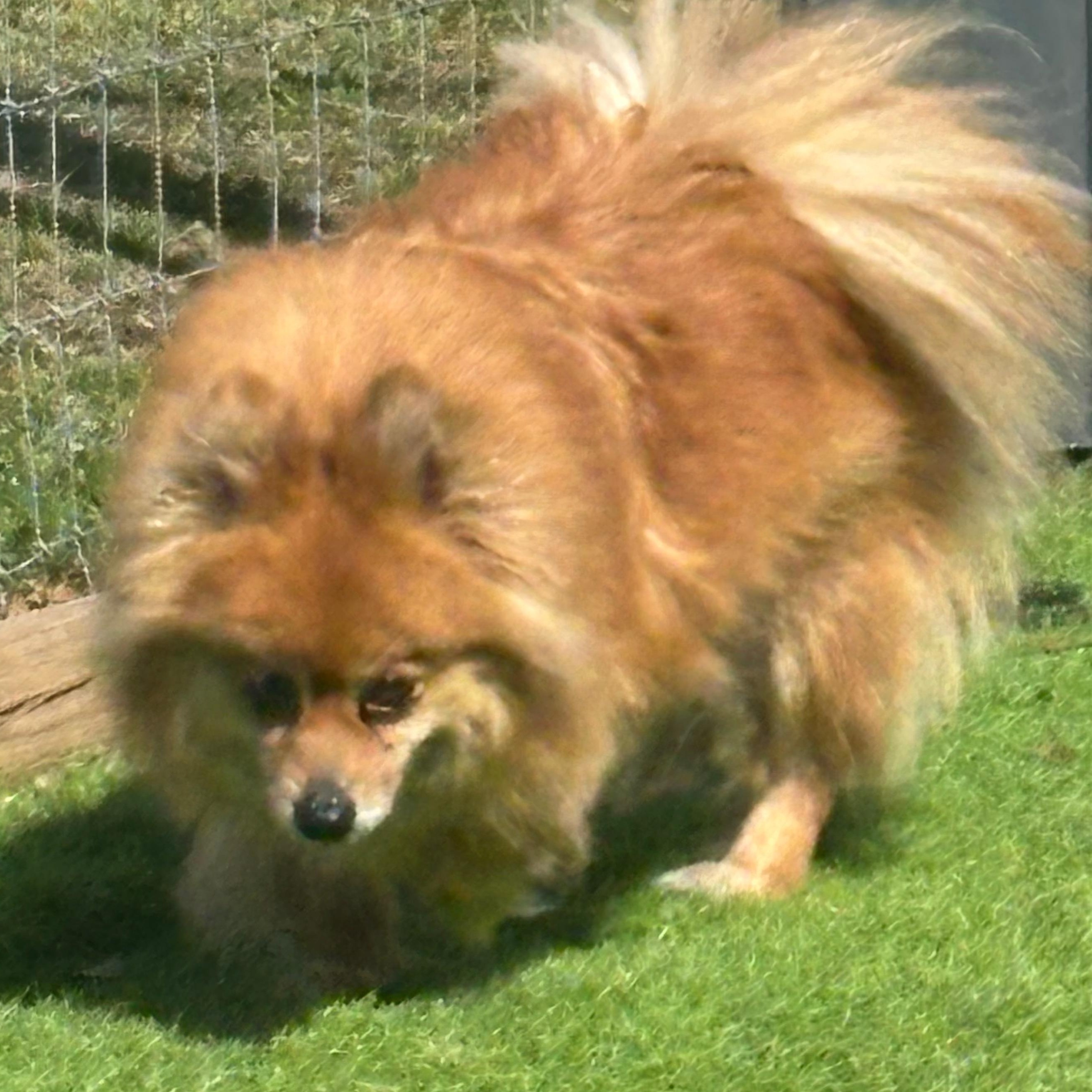 Enlarge Kiki, an adopted Pomeranian in Oak Bluffs, MA image 2/2