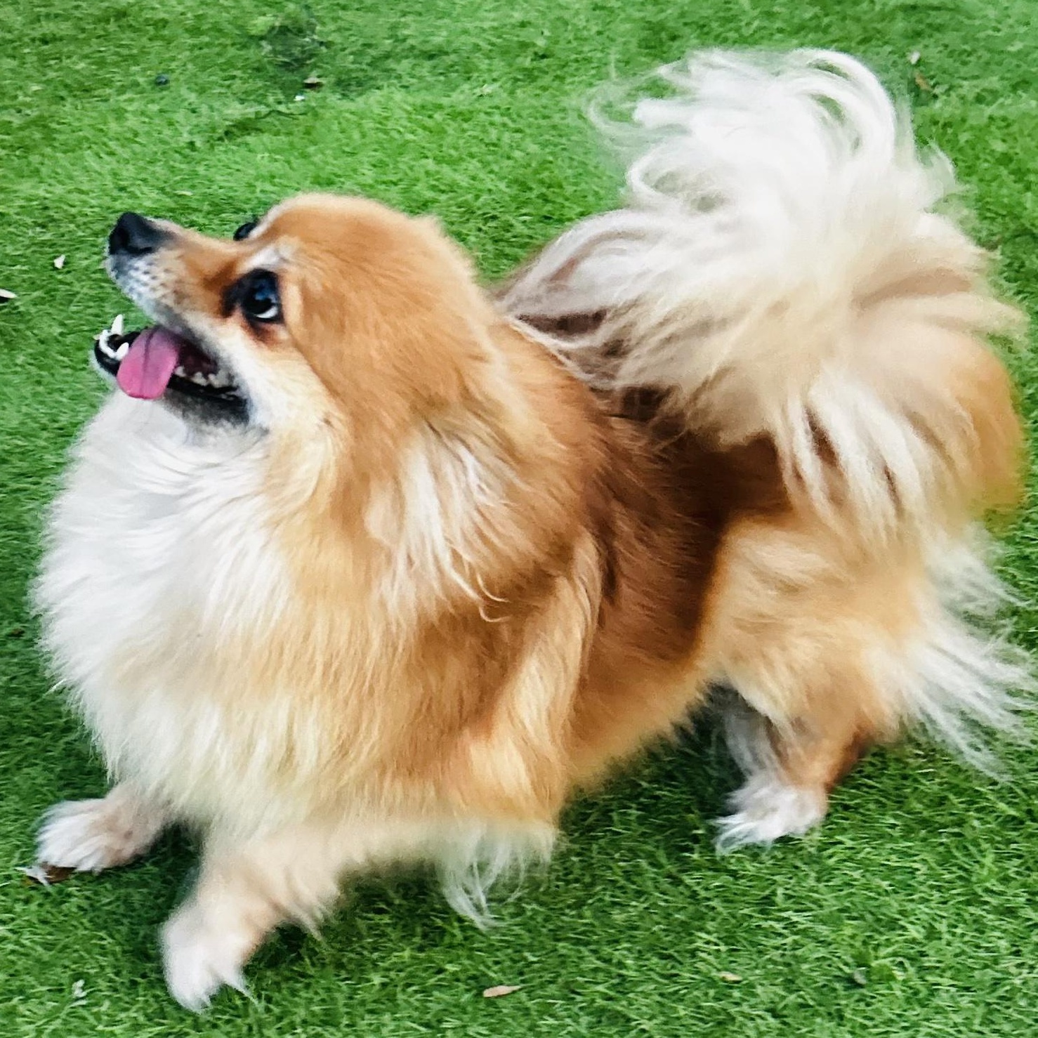Kiki, adopted, Adult Female Pomeranian.