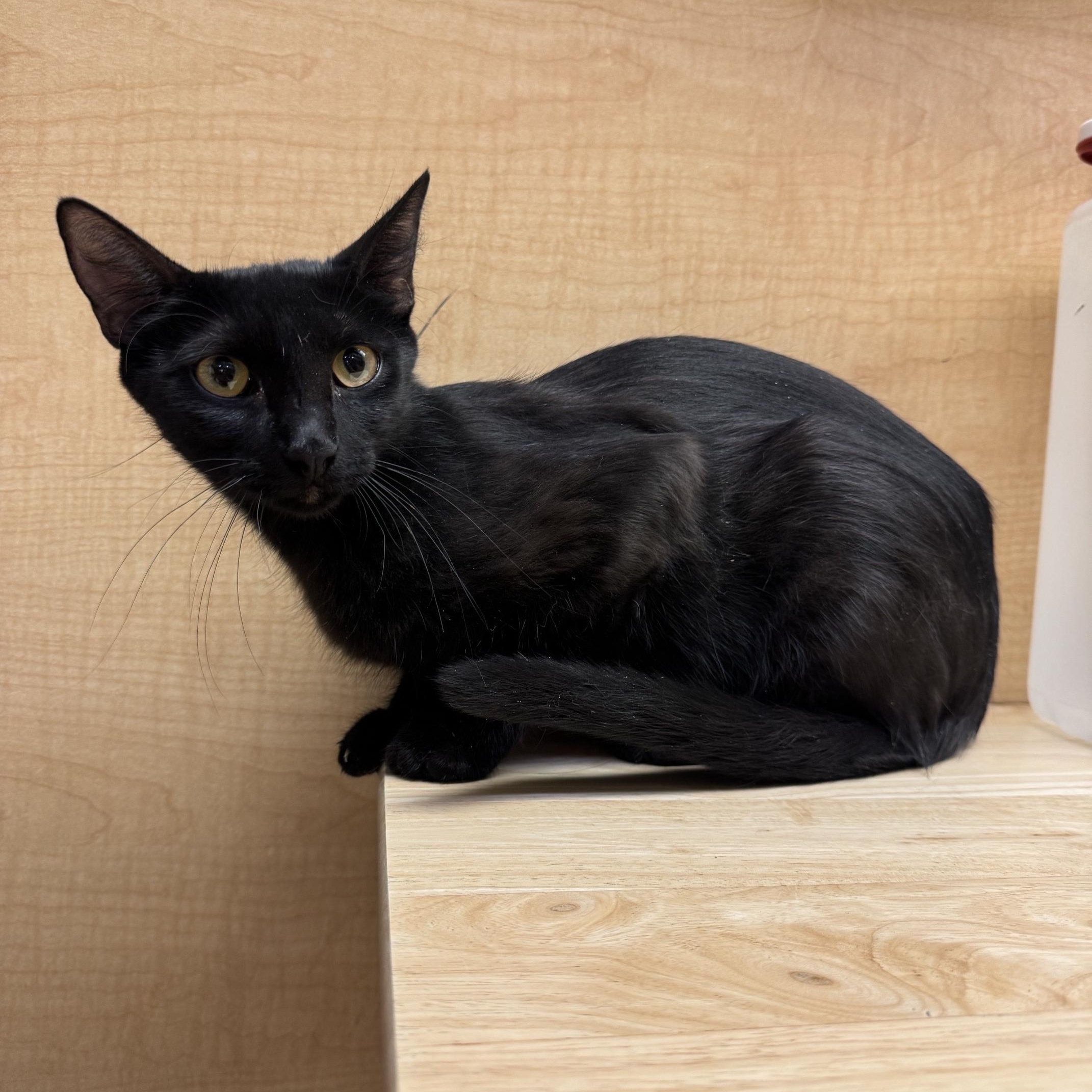 Marianne, a ADOPTABLE mixed breed in Albuquerque, NM image 2/5
