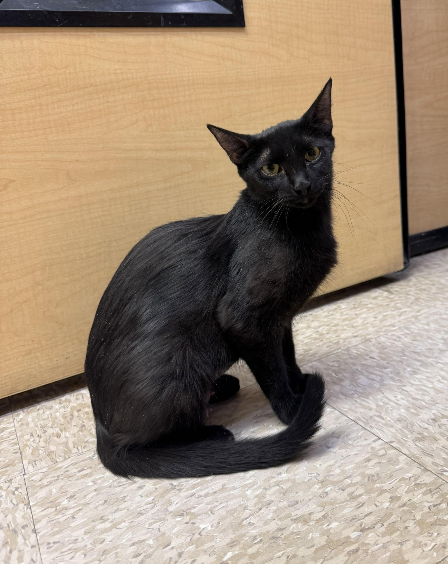 Marianne, ADOPTABLE, Young Female Domestic Short Hair.