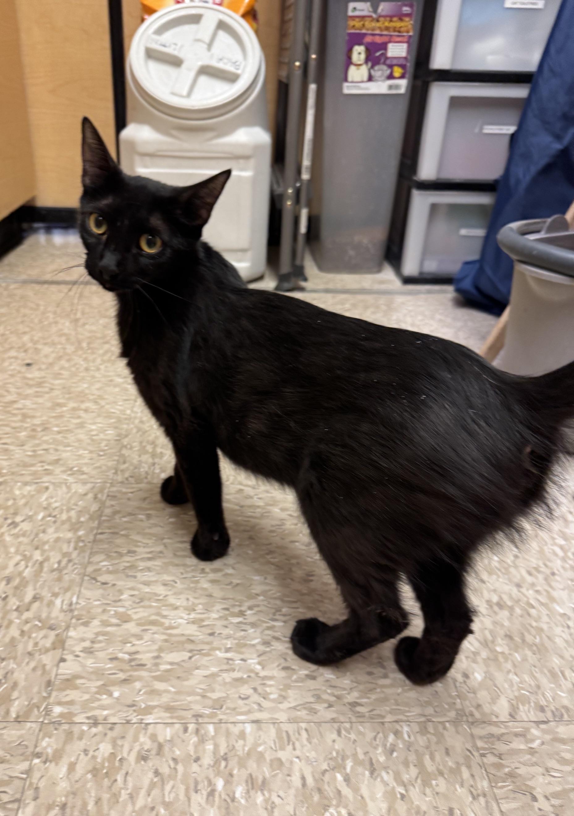Marianne, a ADOPTABLE mixed breed in Albuquerque, NM image 4/5