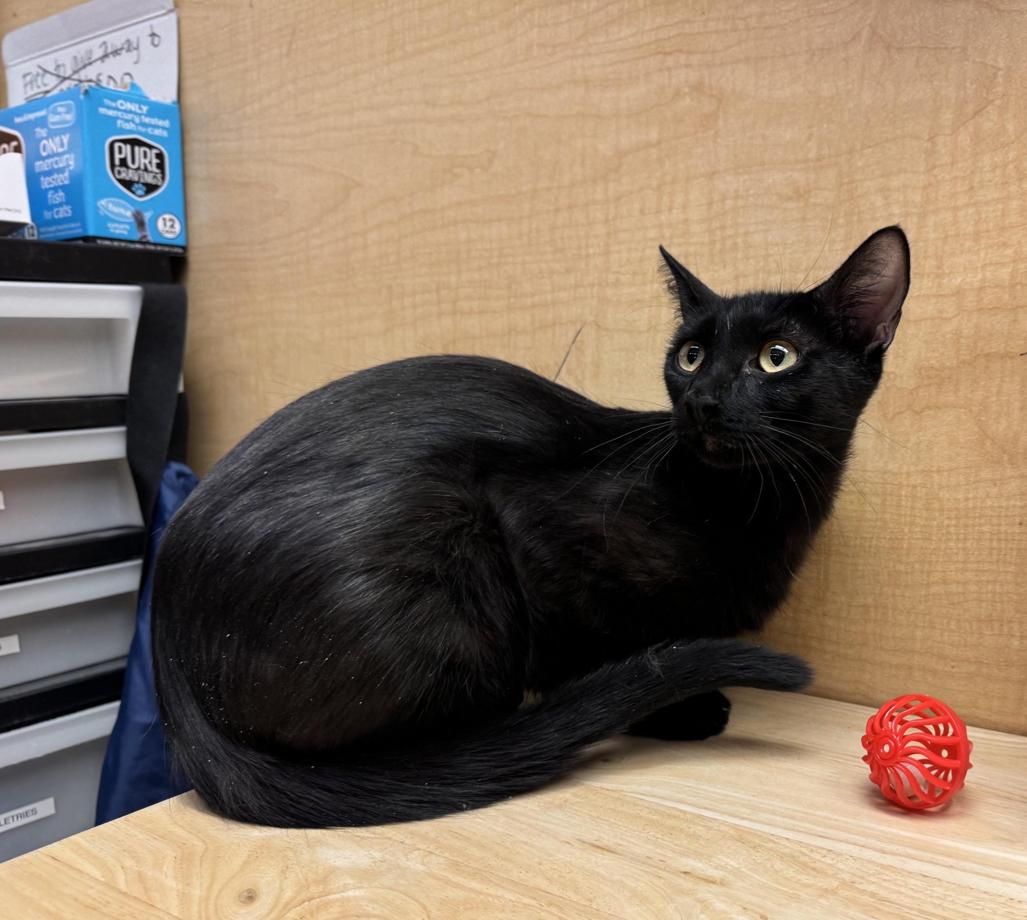 Marianne, a ADOPTABLE mixed breed in Albuquerque, NM image 5/5