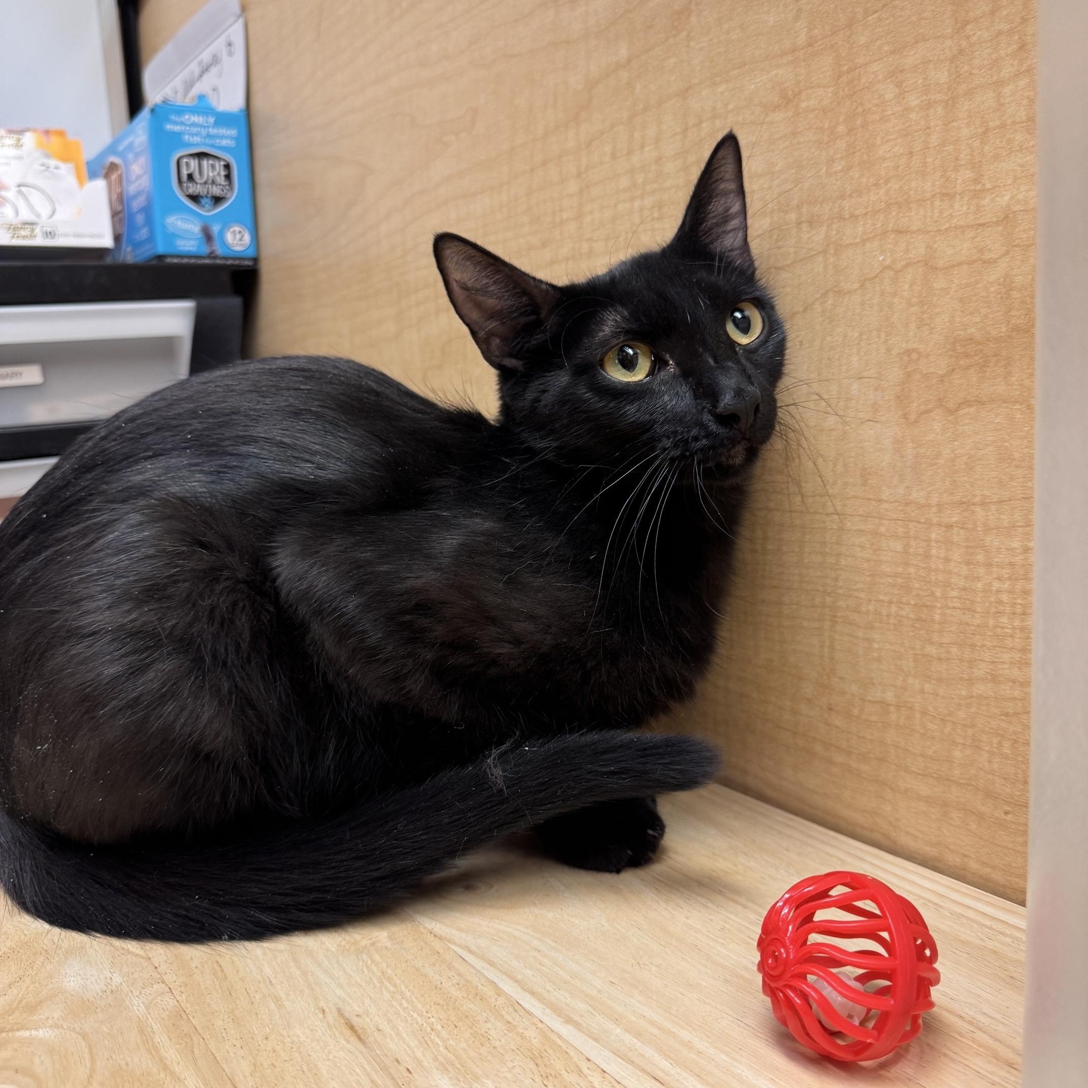 Marianne, a ADOPTABLE mixed breed in Albuquerque, NM image 3/5