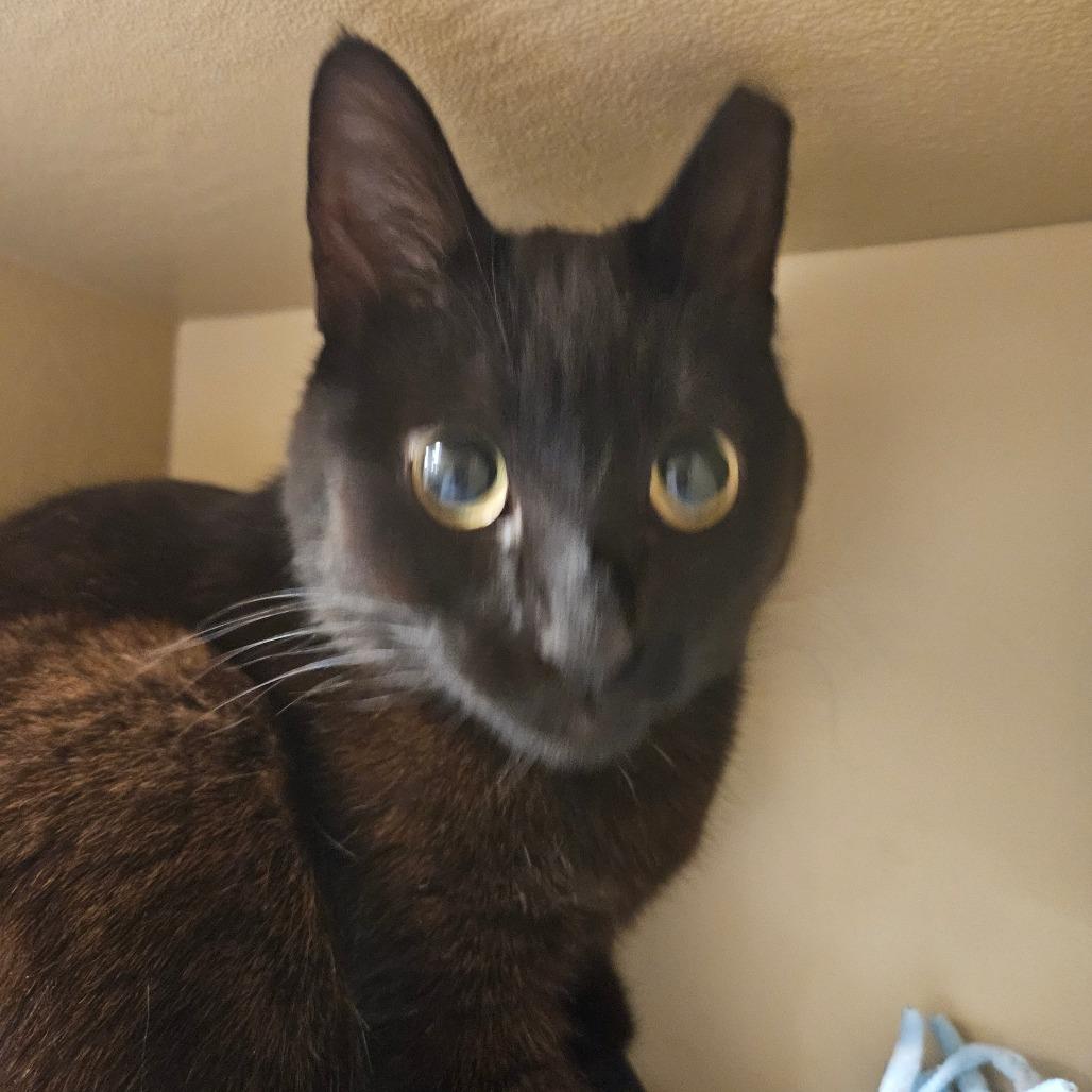 Crooky, Adoptable, Adult Female Domestic Short Hair.