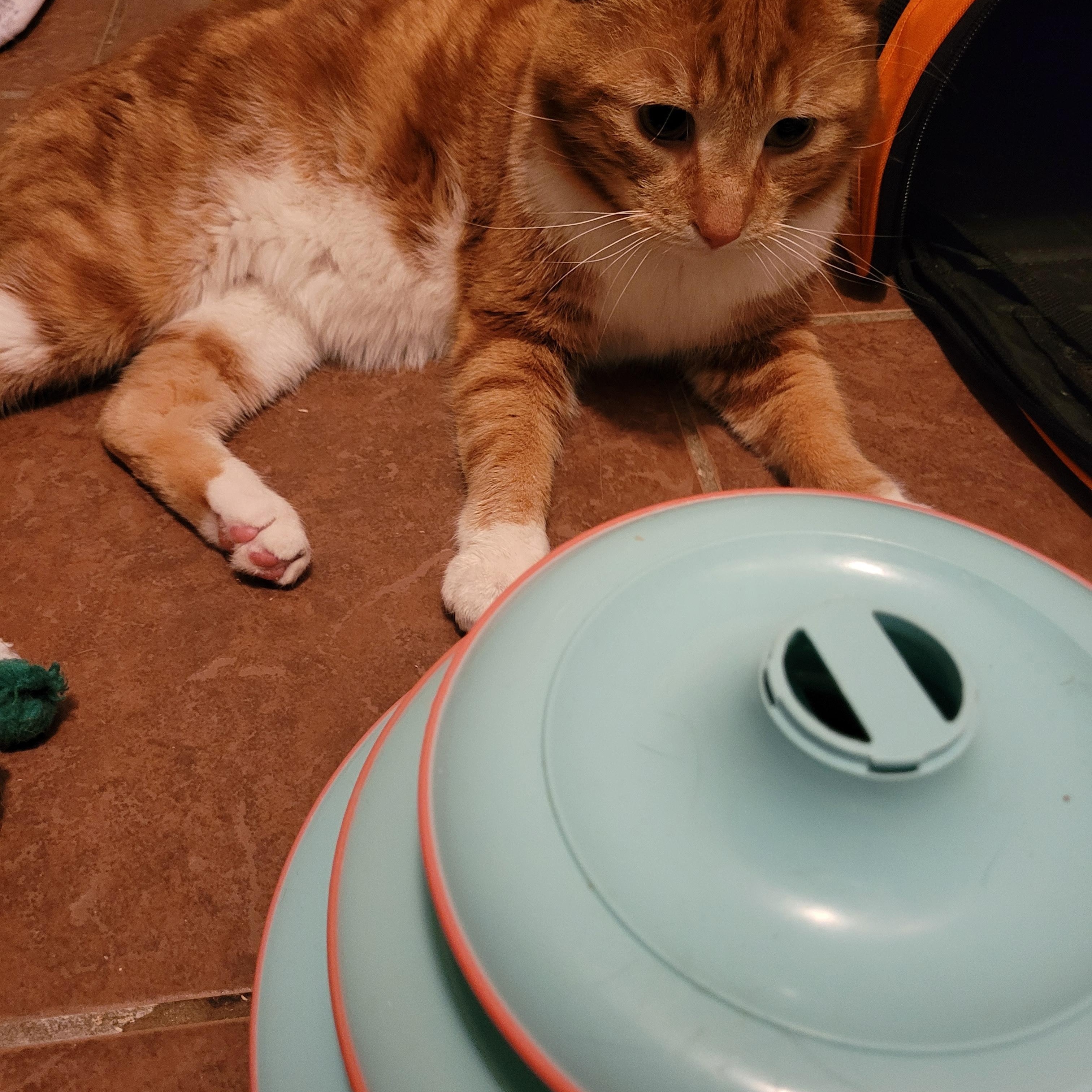 Enlarge Ernie (m) 3yrs old Red tabby, an adopted Domestic Short Hair in Ottawa, ON image 4/5