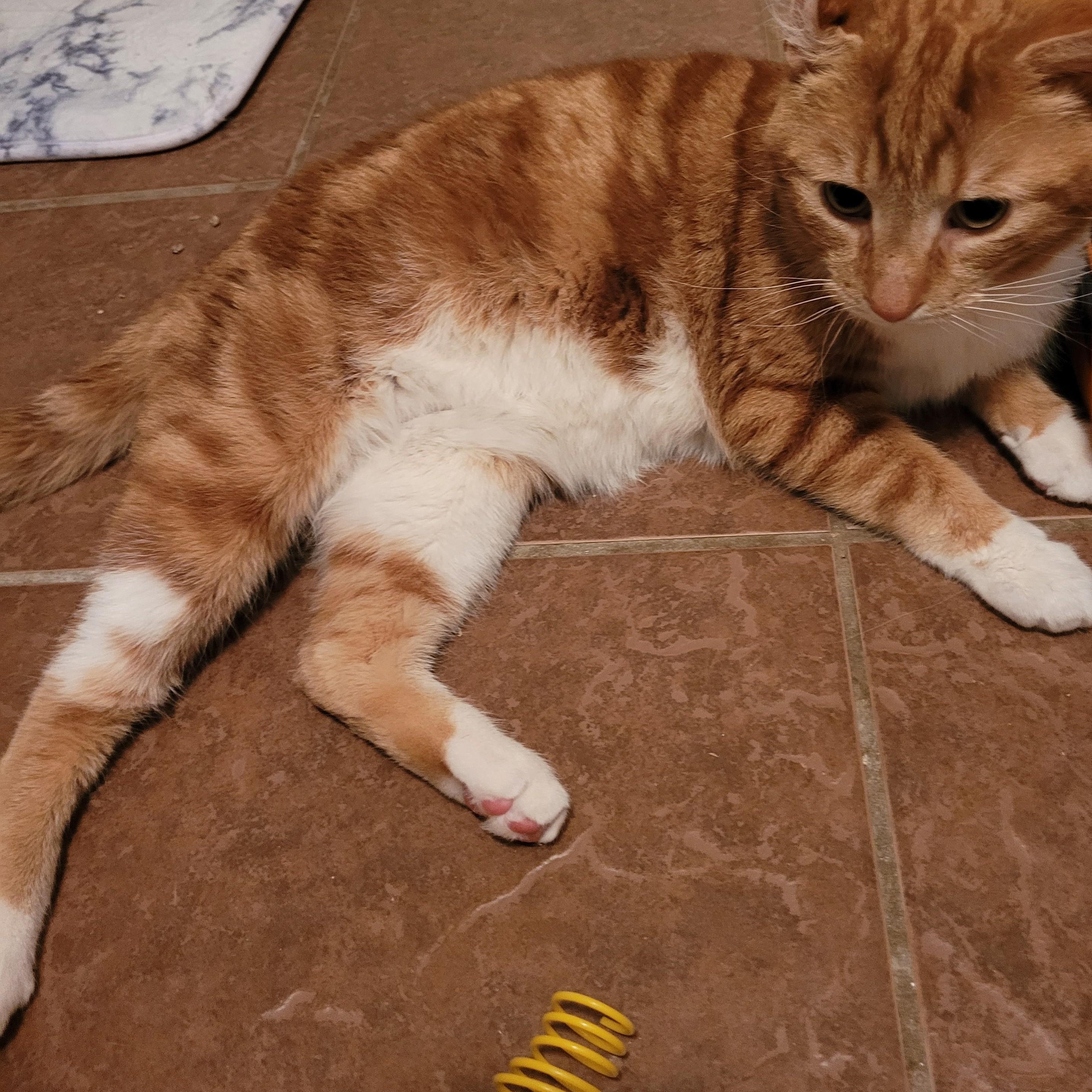 Enlarge Ernie (m) 3yrs old Red tabby, an adopted Domestic Short Hair in Ottawa, ON image 2/5