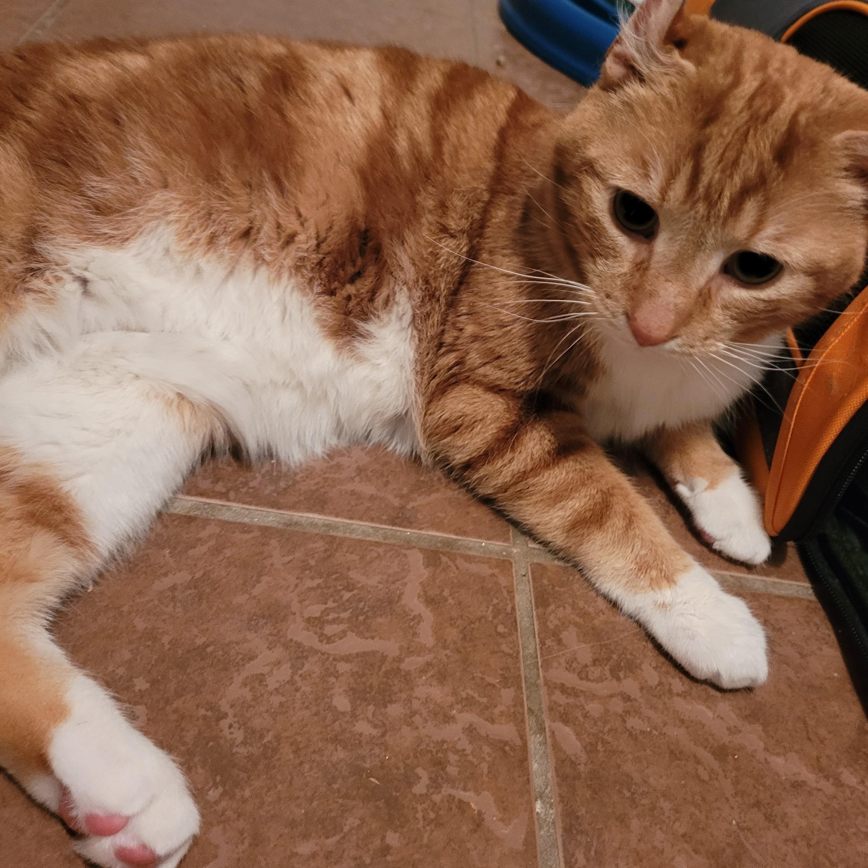 Ernie (m) 3yrs old Red tabby, adopted, Adult Male Domestic Short Hair.