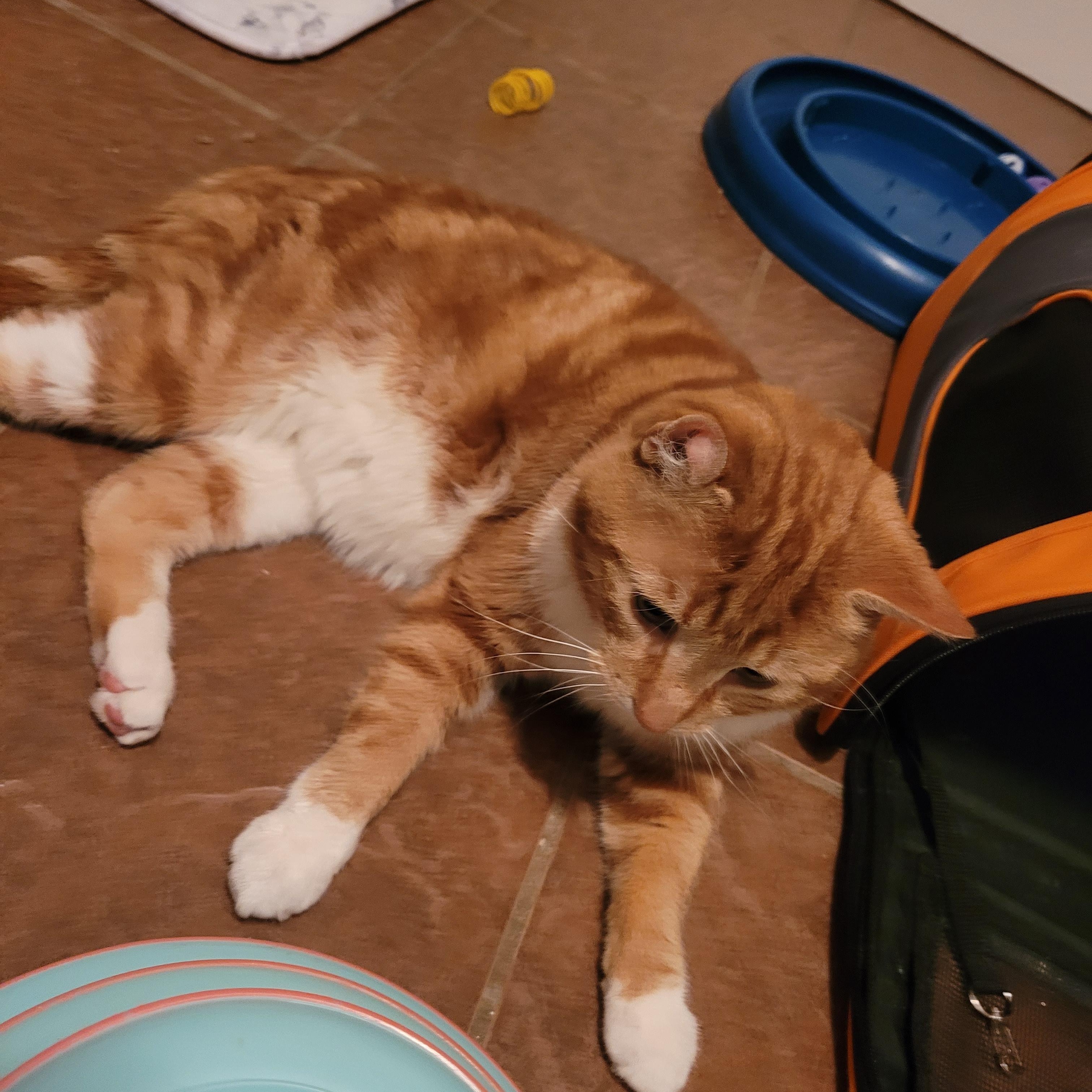 Enlarge Ernie (m) 3yrs old Red tabby, an adopted Domestic Short Hair in Ottawa, ON image 5/5