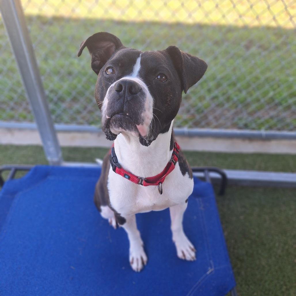 Tobias, a Adoptable Mixed Breed in Cape Girardeau, MO image 1/5