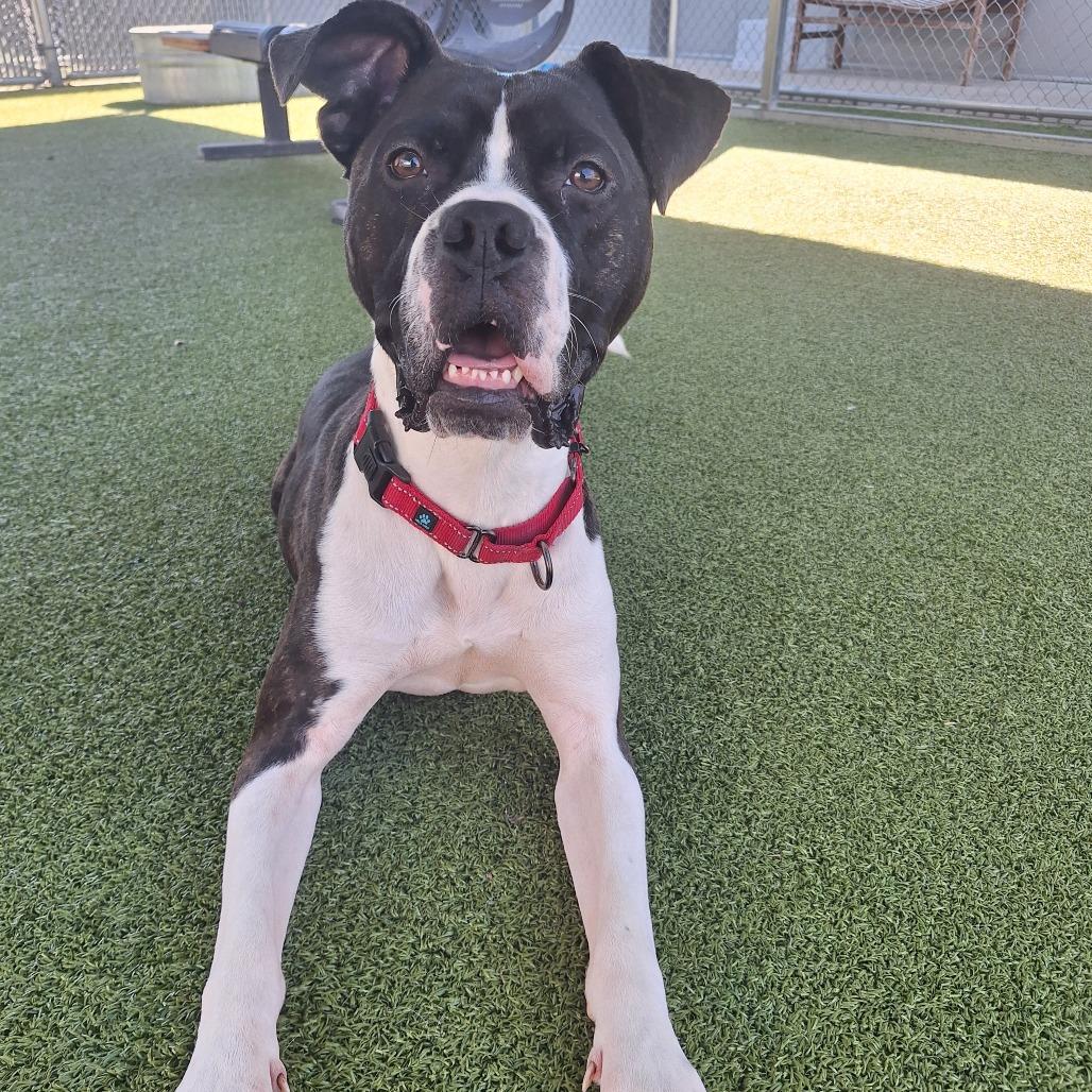 Tobias, a Adoptable Mixed Breed in Cape Girardeau, MO image 2/5
