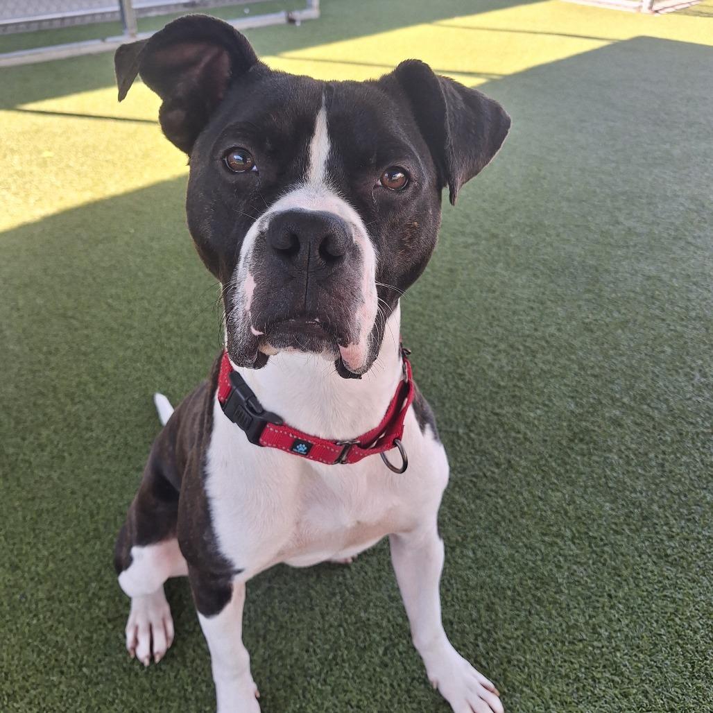 Tobias, a Adoptable Mixed Breed in Cape Girardeau, MO image 3/5