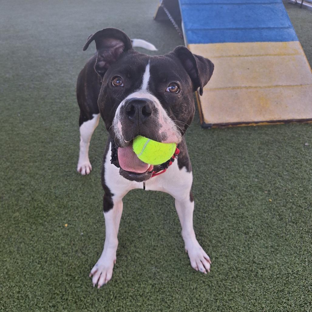 Tobias, a Adoptable Mixed Breed in Cape Girardeau, MO image 4/5