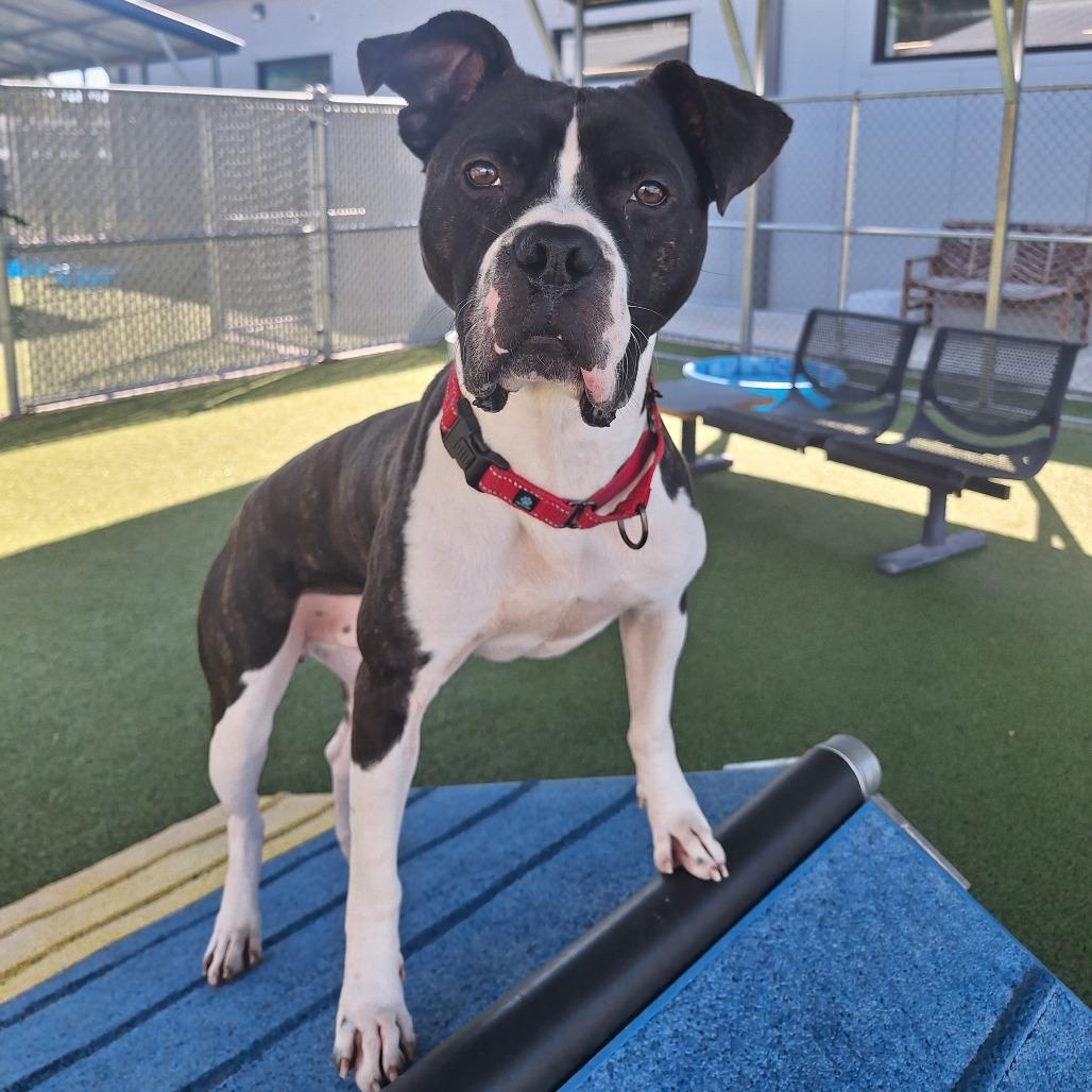 Tobias, a Adoptable Mixed Breed in Cape Girardeau, MO image 5/5
