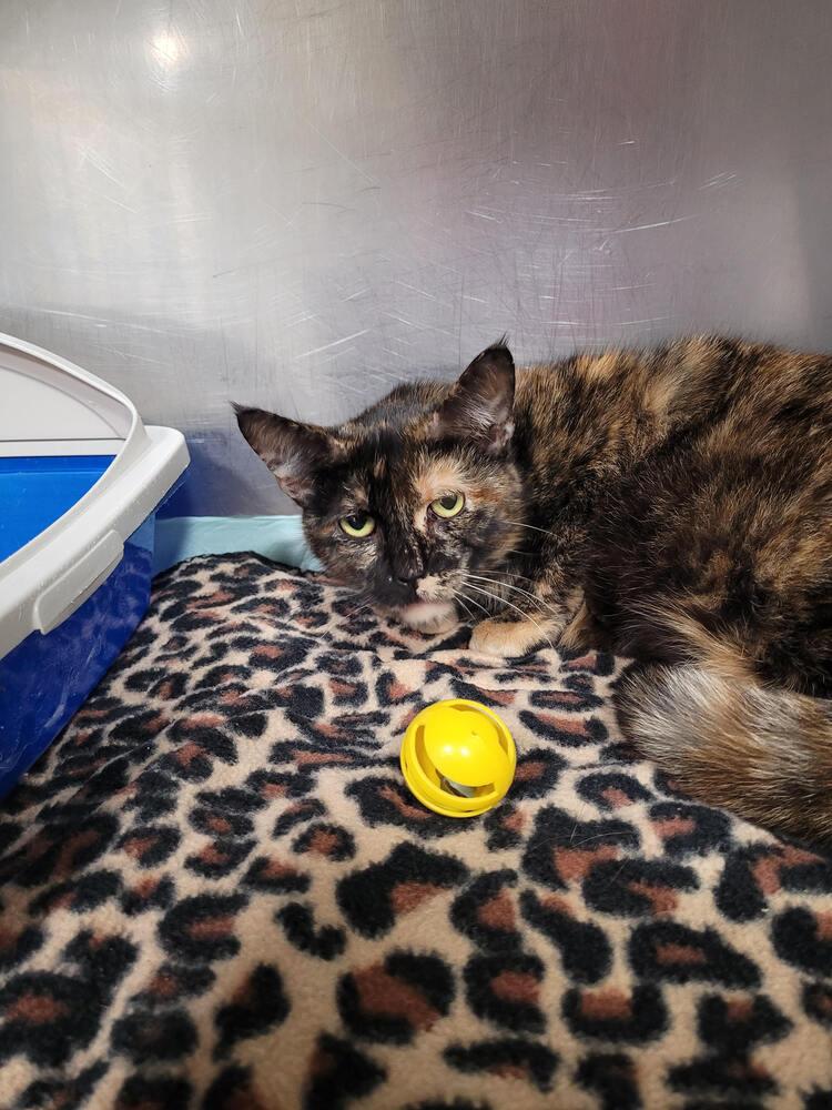 Tortelini, Adoptable, Adult Female Domestic Short Hair.