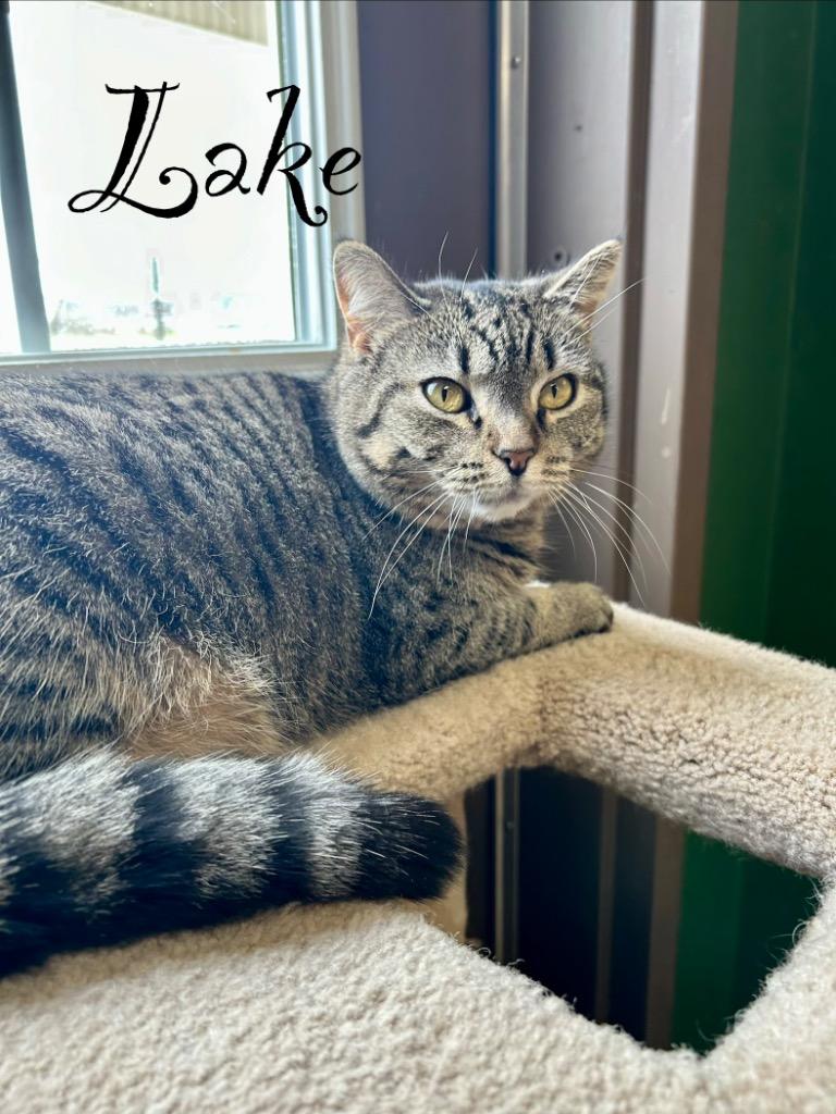 Enlarge Lake, a Adoptable mixed breed in West Union, OH image 1/3