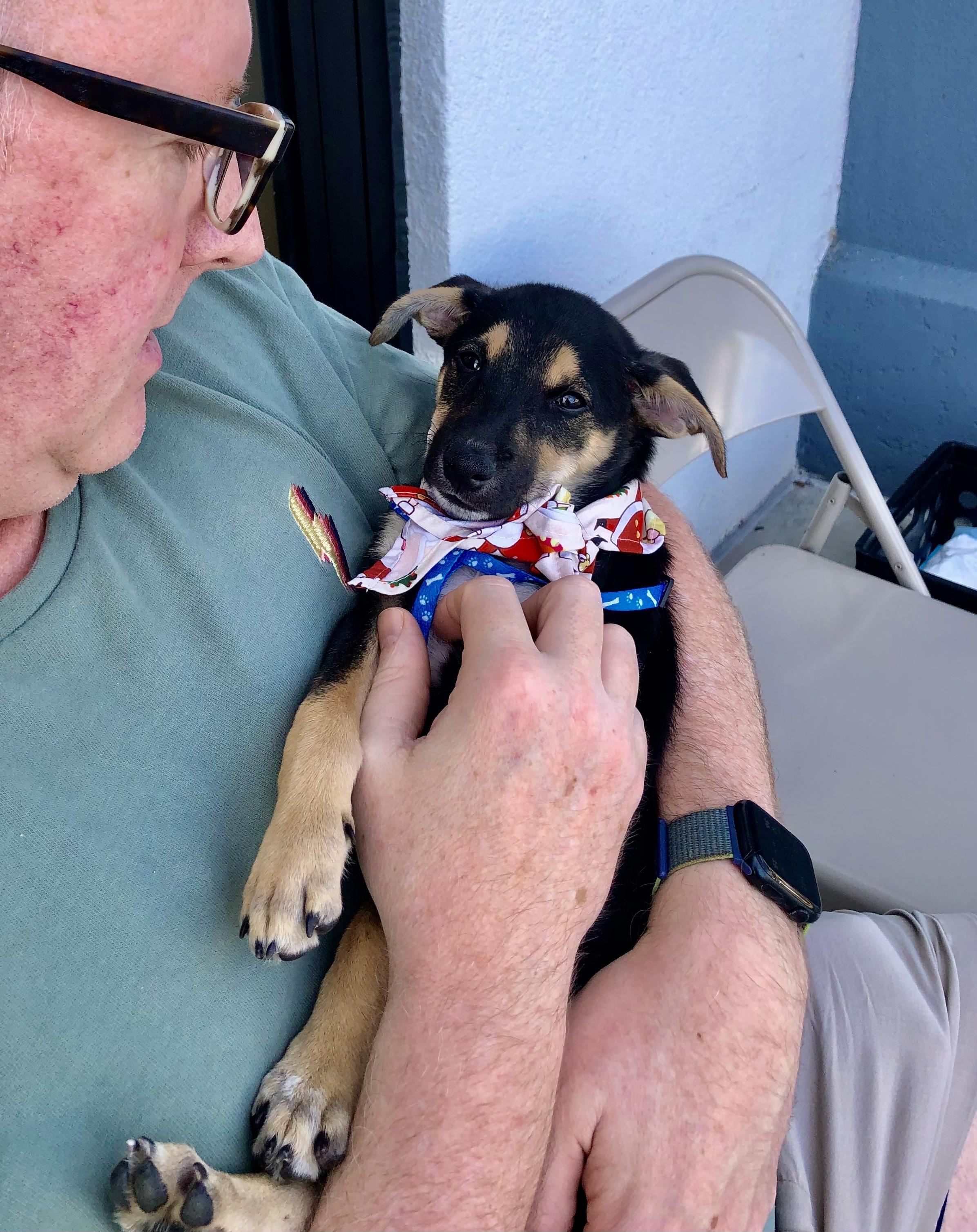 Nick, adoptable, Puppy Male Chihuahua & Rat Terrier.