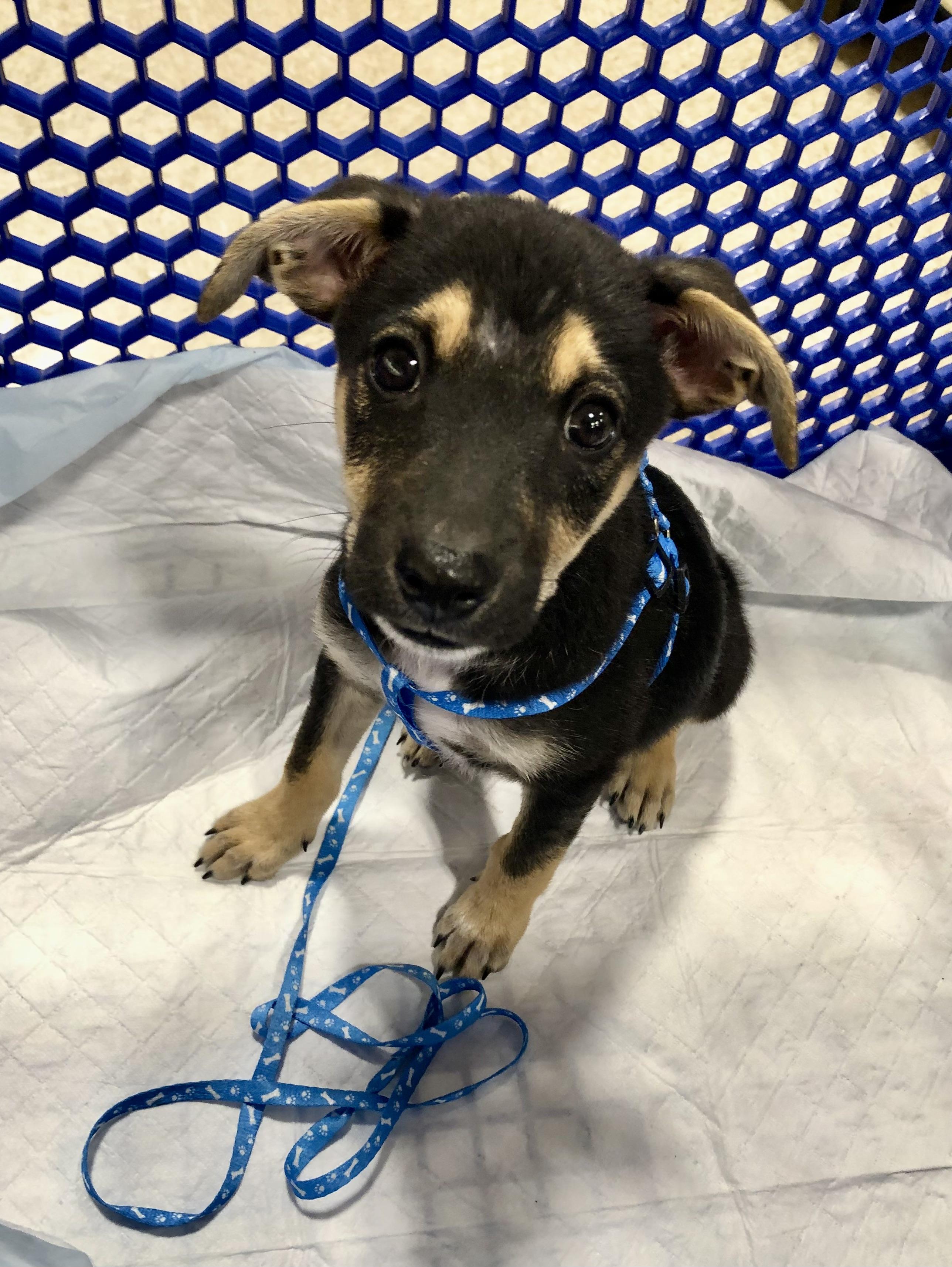 Nick, adopted, Puppy Male German Shepherd Dog & Rat Terrier.