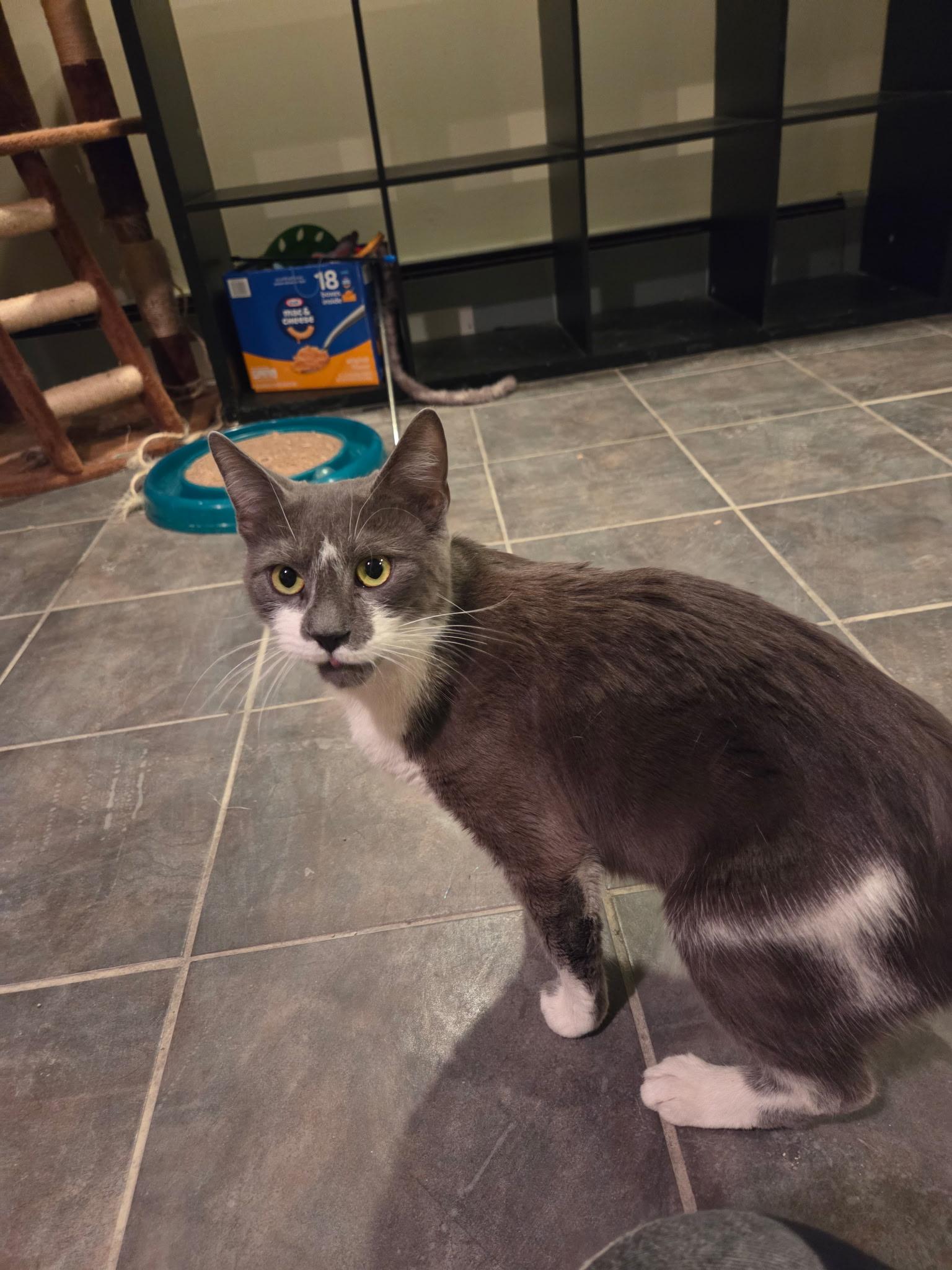 Enlarge Amy, a ADOPTABLE Domestic Short Hair in Syracuse, NY image 6/6