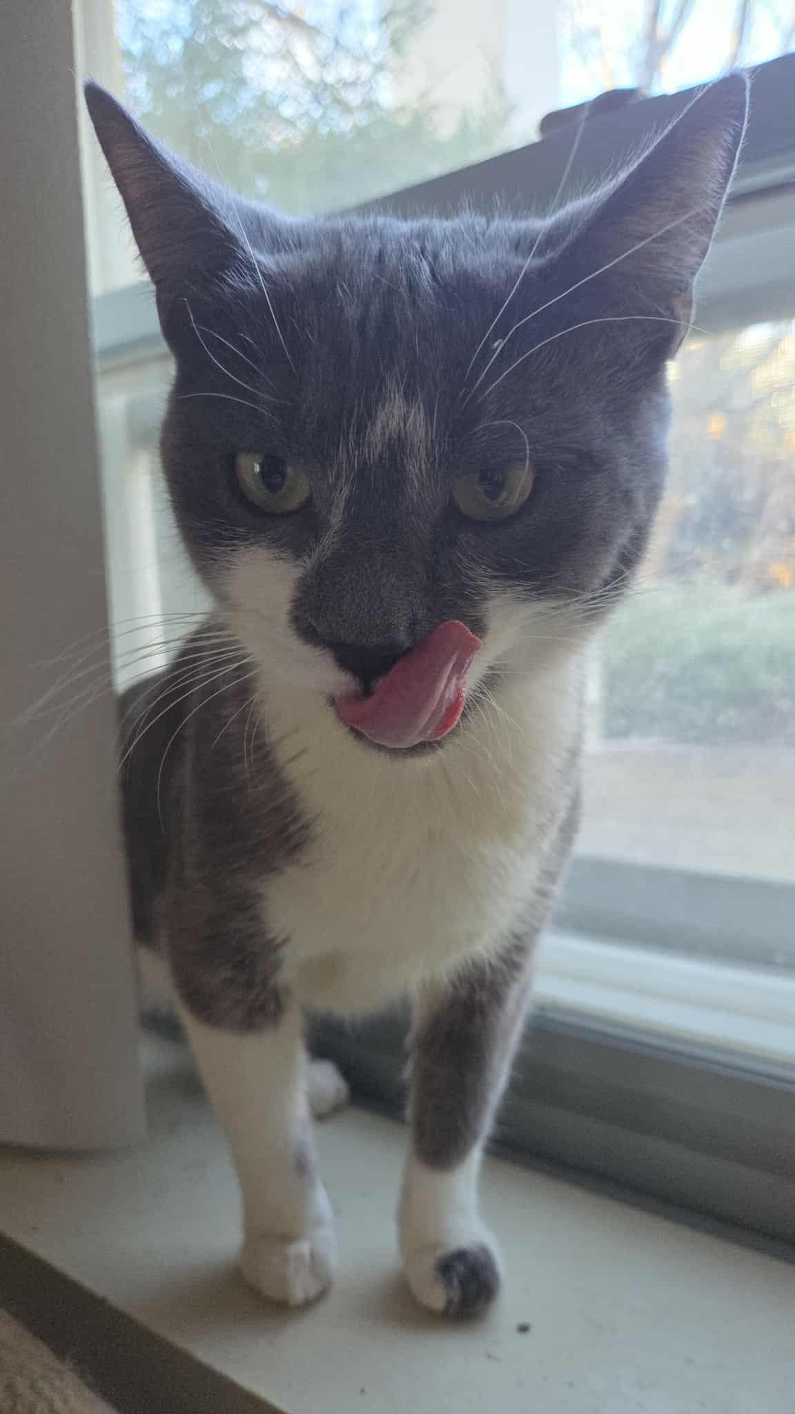 Enlarge Amy, a ADOPTABLE Domestic Short Hair in Syracuse, NY image 5/6