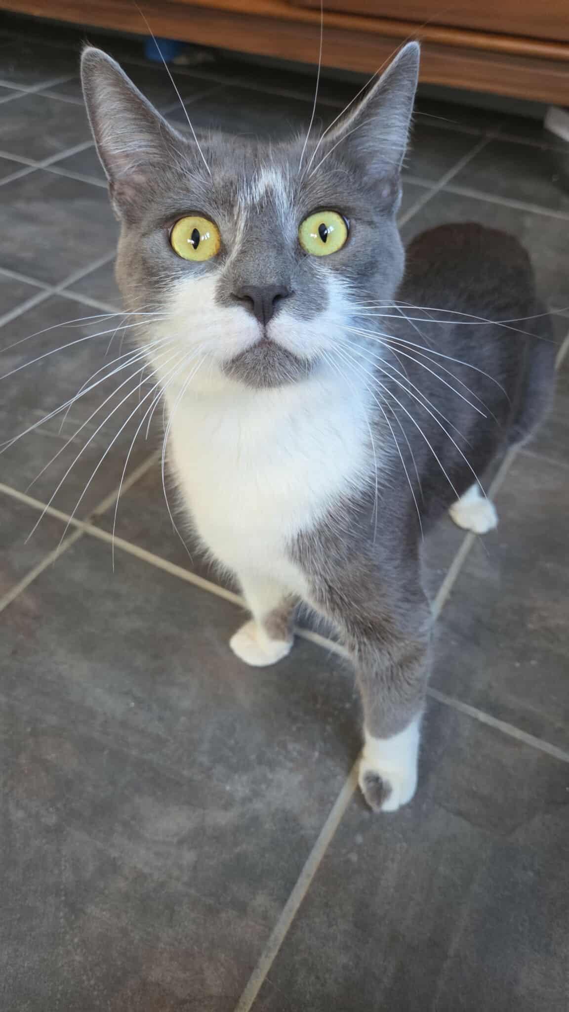 Enlarge Amy, a ADOPTABLE Domestic Short Hair in Syracuse, NY image 3/6