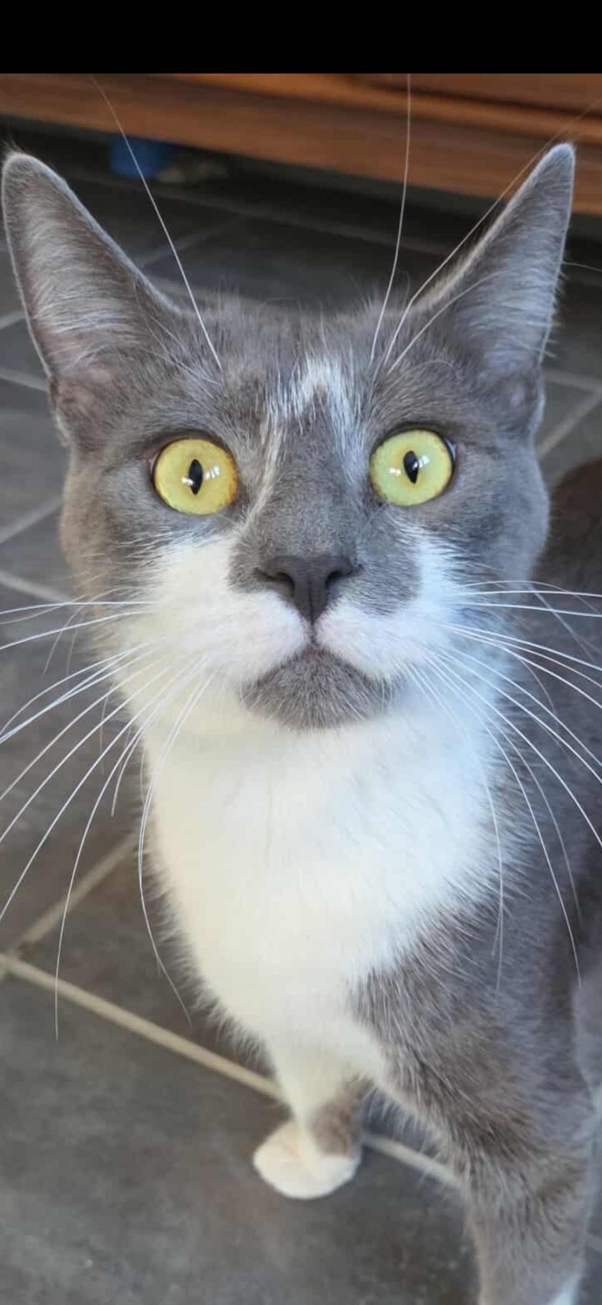 Enlarge Amy, a ADOPTABLE Domestic Short Hair in Syracuse, NY image 1/6