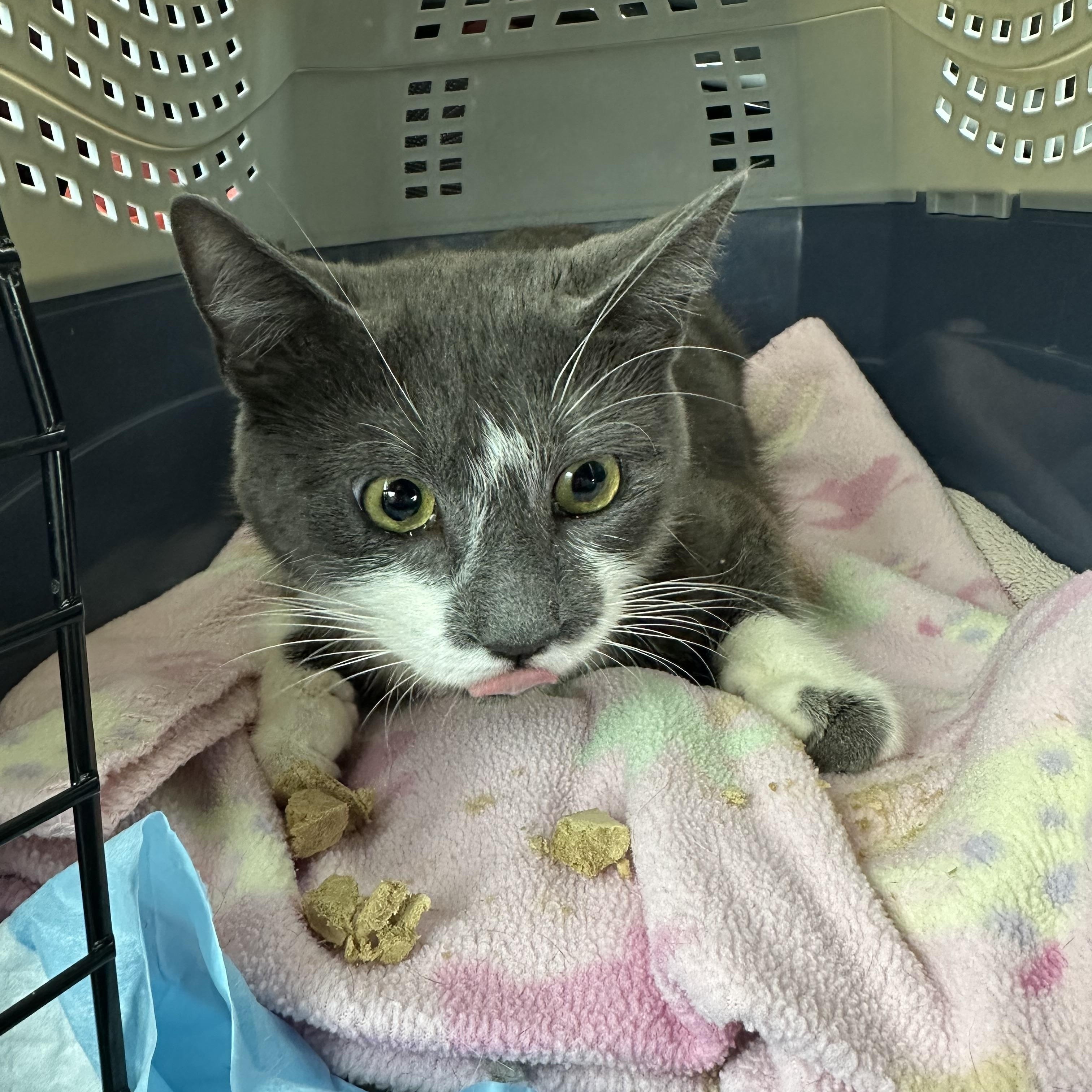 Enlarge Amy, a ADOPTABLE Domestic Short Hair in Syracuse, NY image 4/6