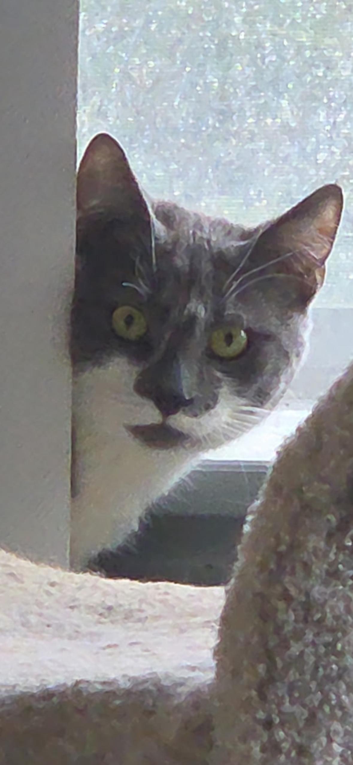 Enlarge Amy, a ADOPTABLE Domestic Short Hair in Syracuse, NY image 2/6