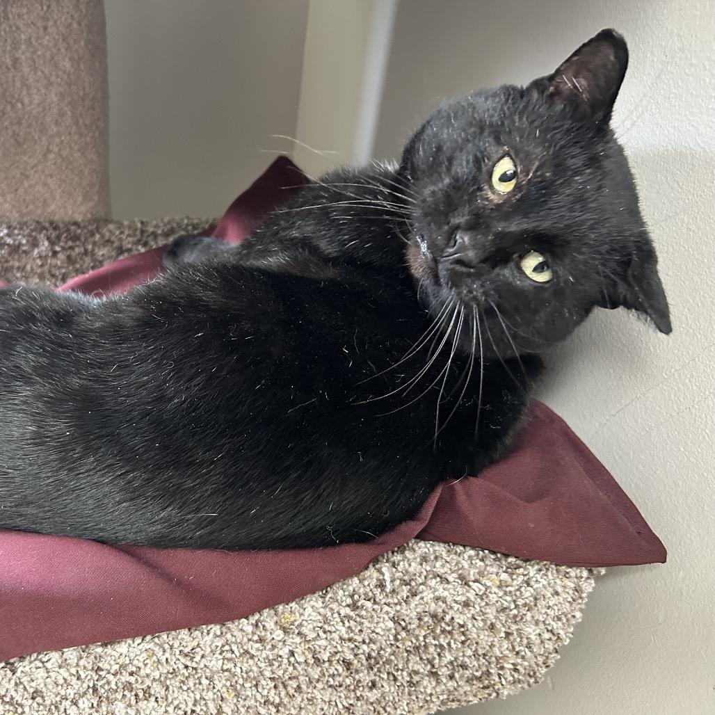 Incus, Adoptable, Adult Male Domestic Short Hair.