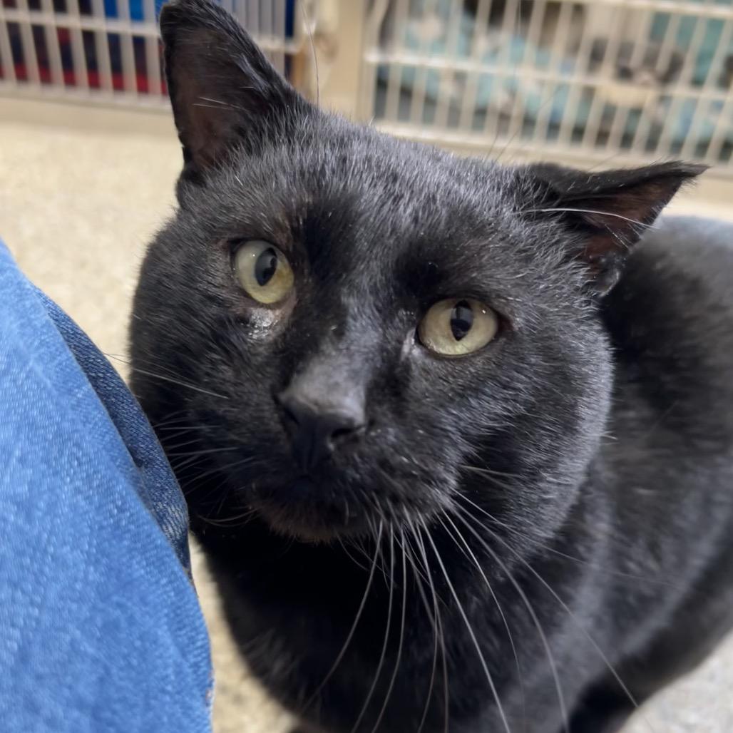 Enlarge Incus, a Adoptable Domestic Short Hair in Detroit Lakes, MN image 2/6