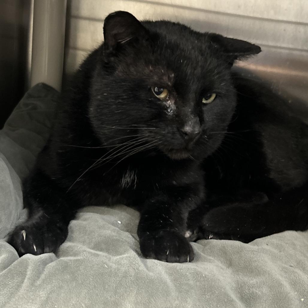 Enlarge Incus, a Adoptable Domestic Short Hair in Detroit Lakes, MN image 3/6