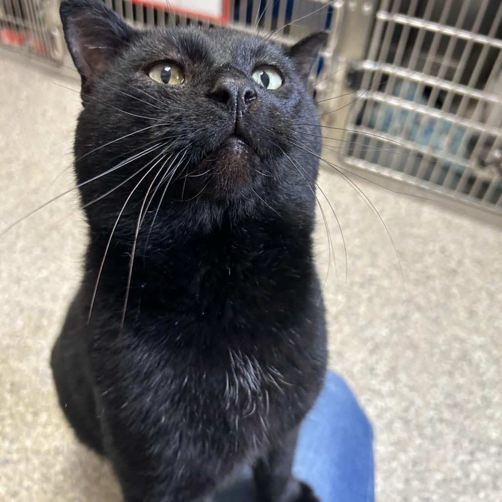 Enlarge Incus, a Adoptable Domestic Short Hair in Detroit Lakes, MN image 4/6