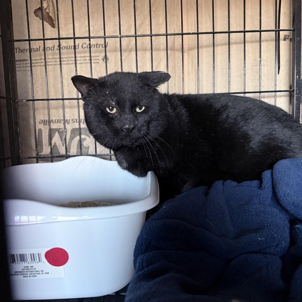 Enlarge Incus, a Adoptable Domestic Short Hair in Detroit Lakes, MN image 5/6