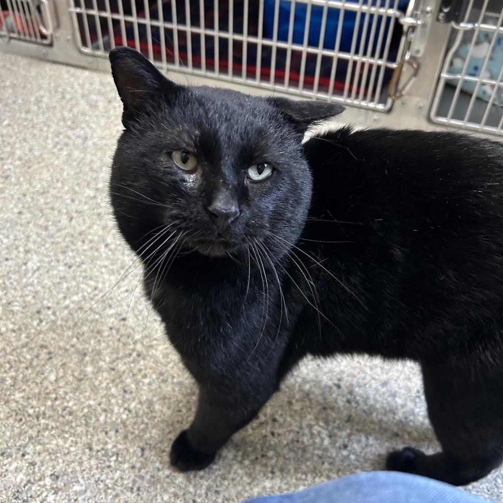 Enlarge Incus, a Adoptable Domestic Short Hair in Detroit Lakes, MN image 6/6