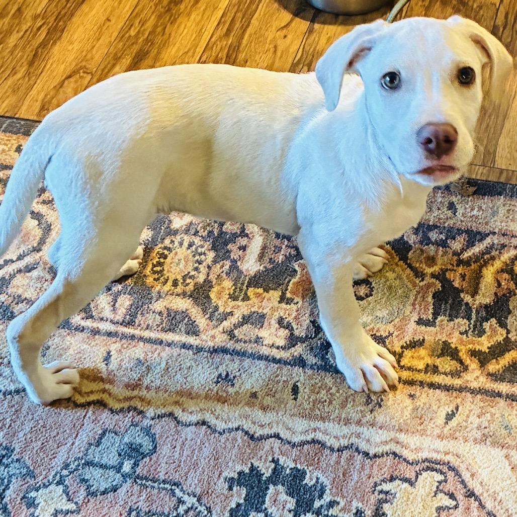 ELIJAH, a Adoptable mixed breed in Cordova, TN image 1/6