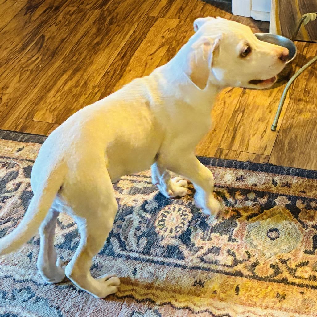 ELIJAH, a Adoptable mixed breed in Cordova, TN image 2/6