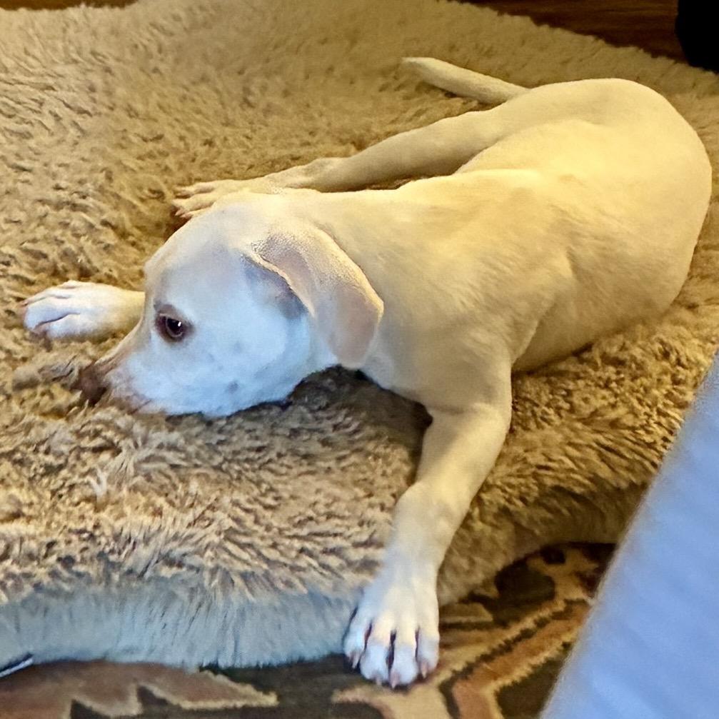 ELIJAH, a Adoptable mixed breed in Cordova, TN image 4/6