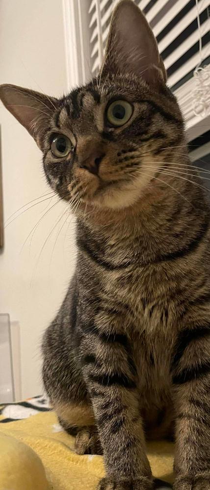 Enlarge Nightshade, a Adoptable mixed breed in Clarksville, TN image 2/6