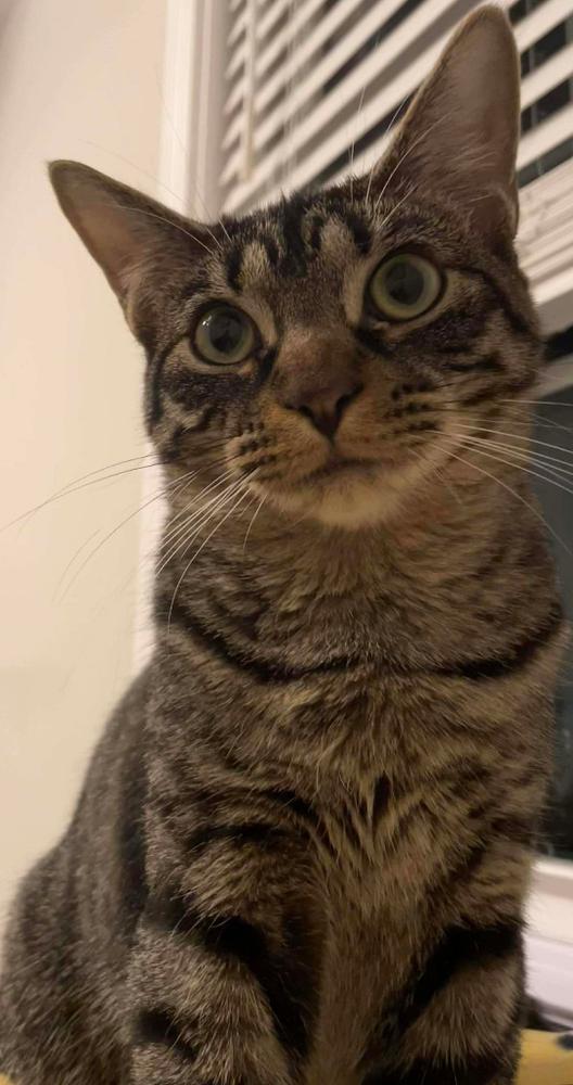 Enlarge Nightshade, a Adoptable mixed breed in Clarksville, TN image 3/6