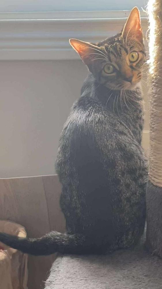 Enlarge Nightshade, a Adoptable mixed breed in Clarksville, TN image 3/6