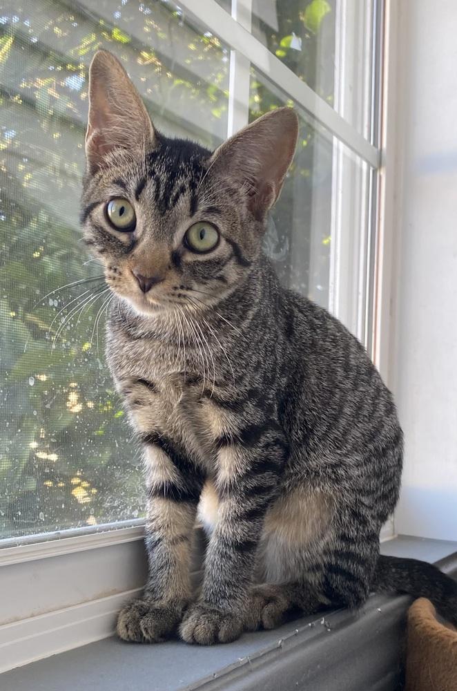 Enlarge Nightshade, a Adoptable mixed breed in Clarksville, TN image 6/6