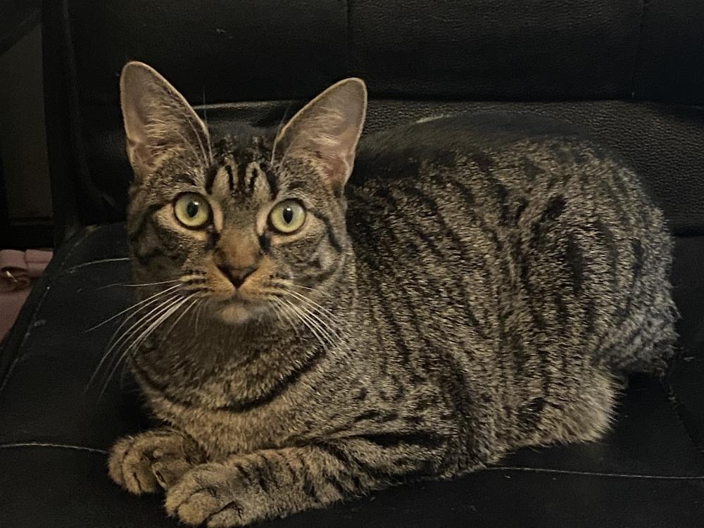 Enlarge Nightshade, a Adoptable mixed breed in Clarksville, TN image 5/6