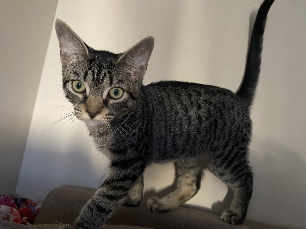 Enlarge Nightshade, a Adoptable mixed breed in Clarksville, TN image 6/6