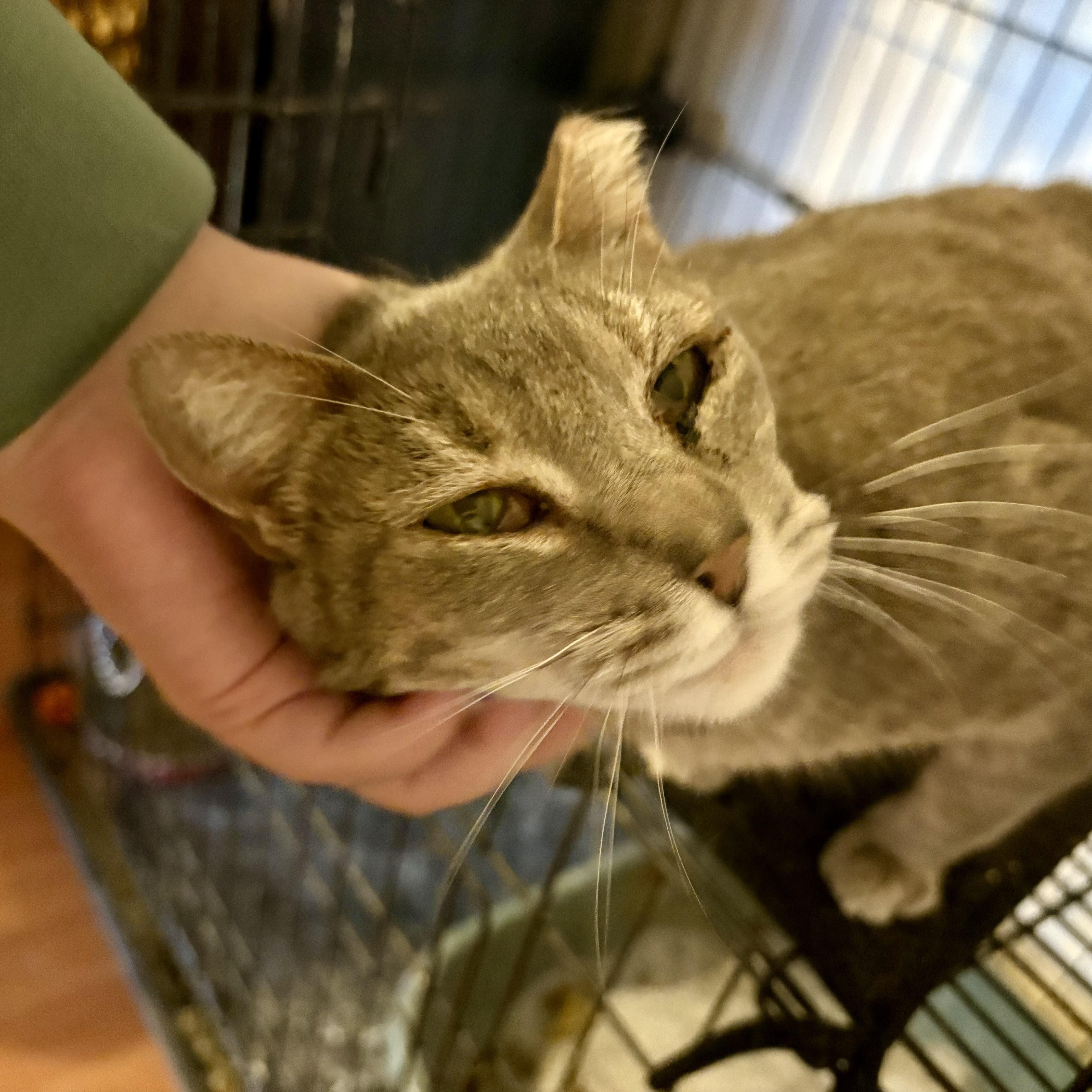 Fifi, Adoptable, Adult Female Domestic Short Hair.