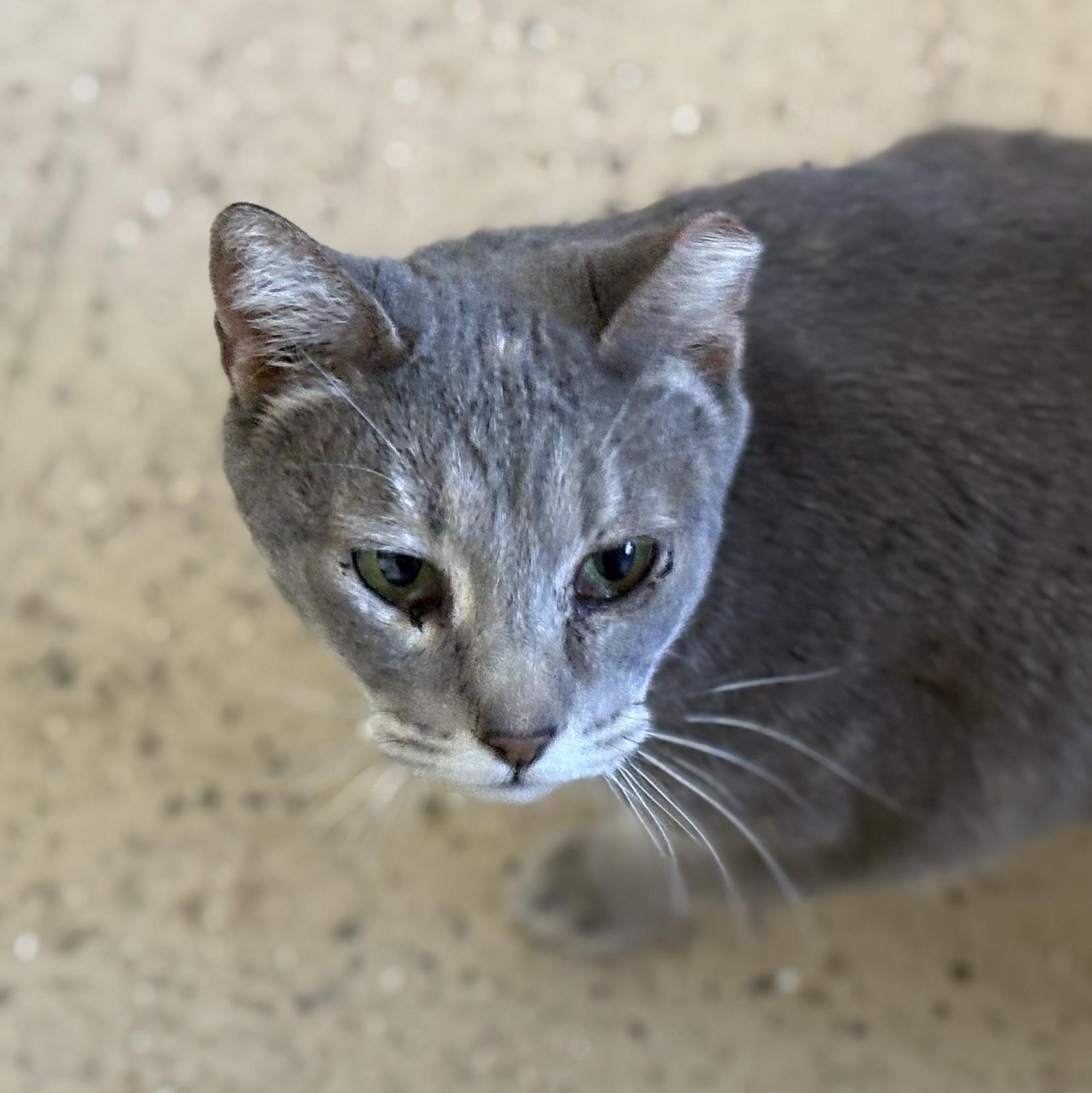 Enlarge Fifi, a Adoptable Domestic Short Hair in Las Cruces, NM image 2/2
