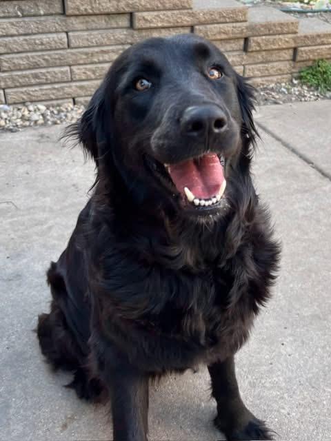 Shady, an adopted mixed breed in Orland Park, IL image 5/5