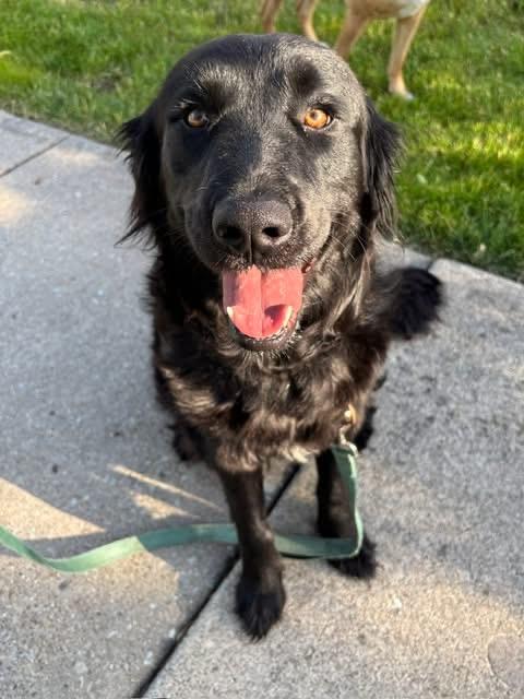 Shady, an adopted mixed breed in Orland Park, IL image 2/5