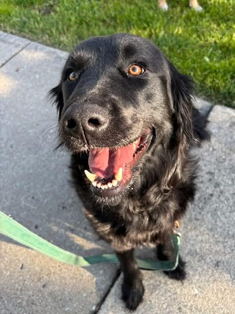 Shady, adopted, Adult Female Flat-Coated Retriever & Golden Retriever.
