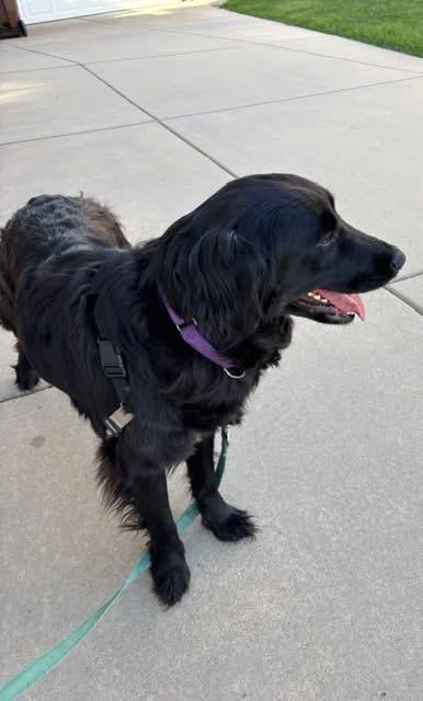 Shady, an adopted mixed breed in Orland Park, IL image 3/5
