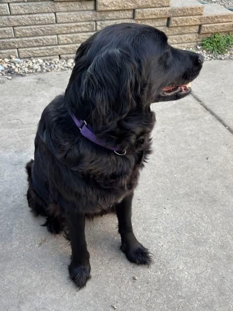 Shady, an adopted mixed breed in Orland Park, IL image 4/5