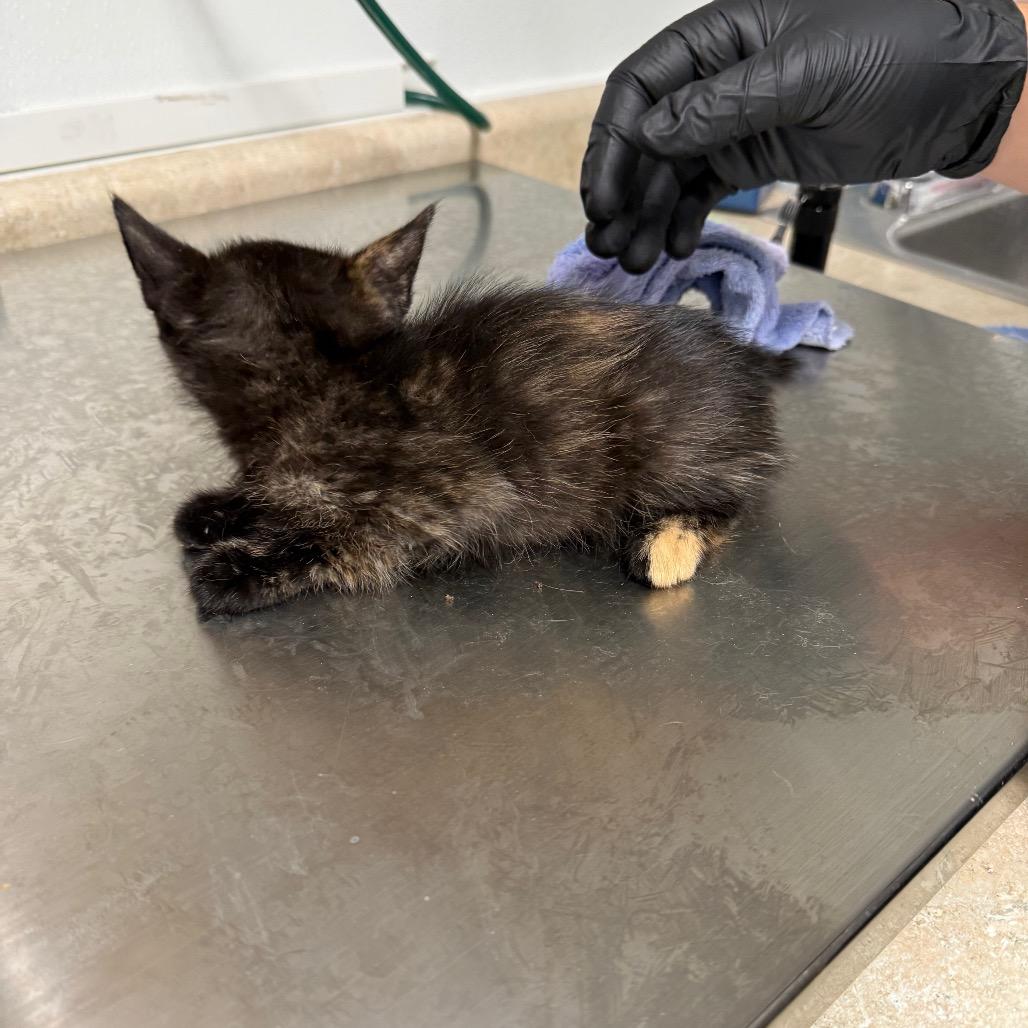 Enlarge Blueberry, a Adoptable Domestic Medium Hair in Mount Shasta, CA image 1/6